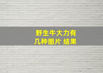 野生牛大力有几种图片 结果